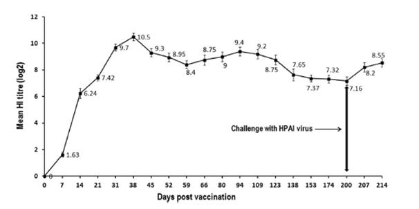 rgH5N2 vaccine 의 HI titer 지속능 결과