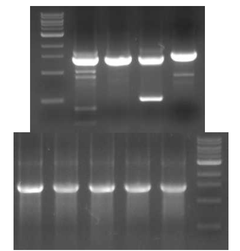 RT-PCR을 이용한 NA 유전자의 증폭 결과