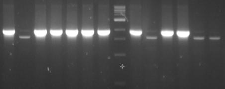 Colony PCR을 이용한 NA 유전자의 클로닝 확인