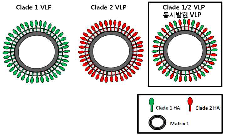 Clade 1, Clade 2 HPAI H5N1 바이러스 HA 단백질 동시발현 VLP 모식도