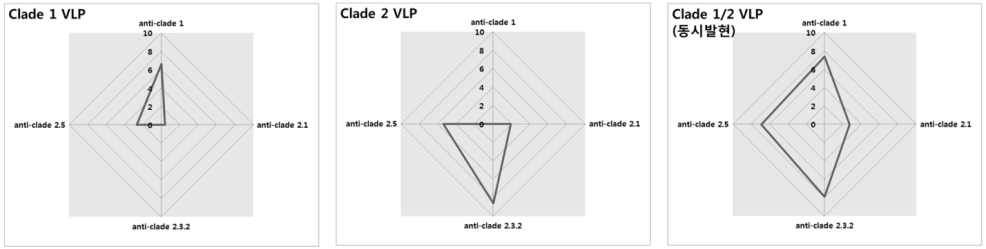 개발된 VLP (Clade 1, Clade 2, Clade 1+2) 항원의 면역원성