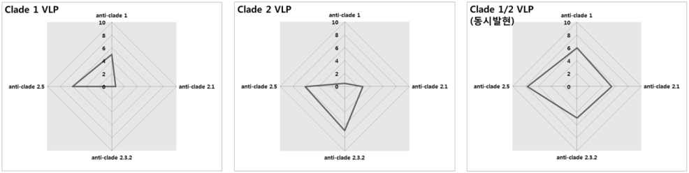 개발된 VLP (Clade 1, Clade 2, Clade 1+2) 항원의 면역원성