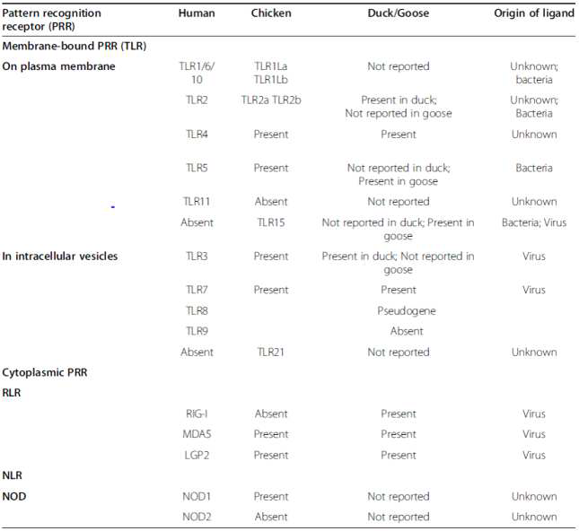 오리와 닭의 TLR의 비교