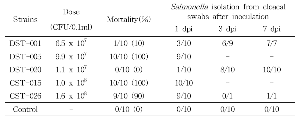 1일령 오리에서 S. Typhimurium 근육접종시 병원성 및 균배설율 조사 결과