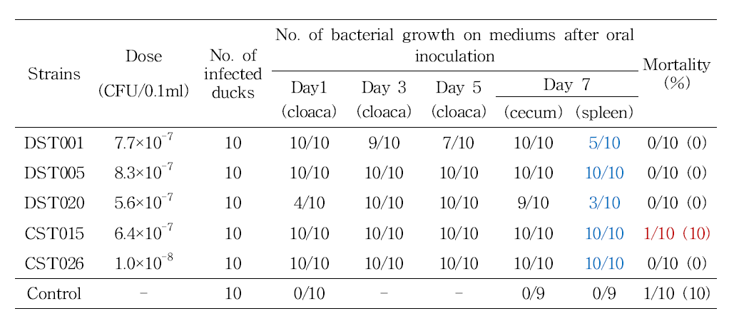 1일령 오리에 S. Typhimurium을 경구접종시 병원성 및 균배설율 조사 결과