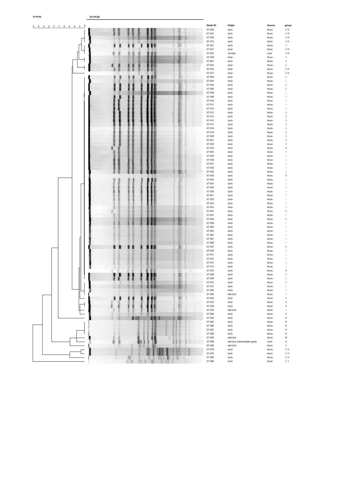 Dendrogram of PFGE types obtained by XbaI-PFGE of 85 Salmonella