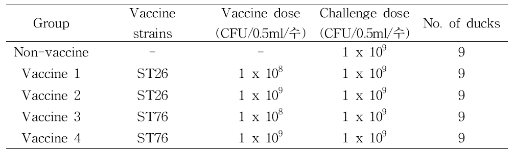 오리에서의 S. Typhimurium 불활화 백신의 방어효과 조사 시험군