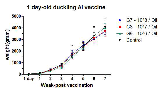 1일령 오리의 오일 어주번트 백신 후 체중 측정 결과