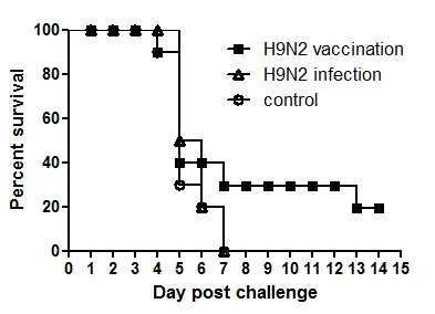 H9N2 백신 및 감염 후 H5N8 감염시험 폐사율