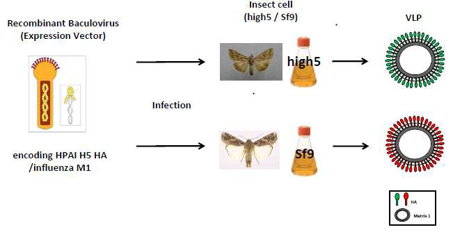 HIGH5, SF9을 이용한 VLP 생산 모식도