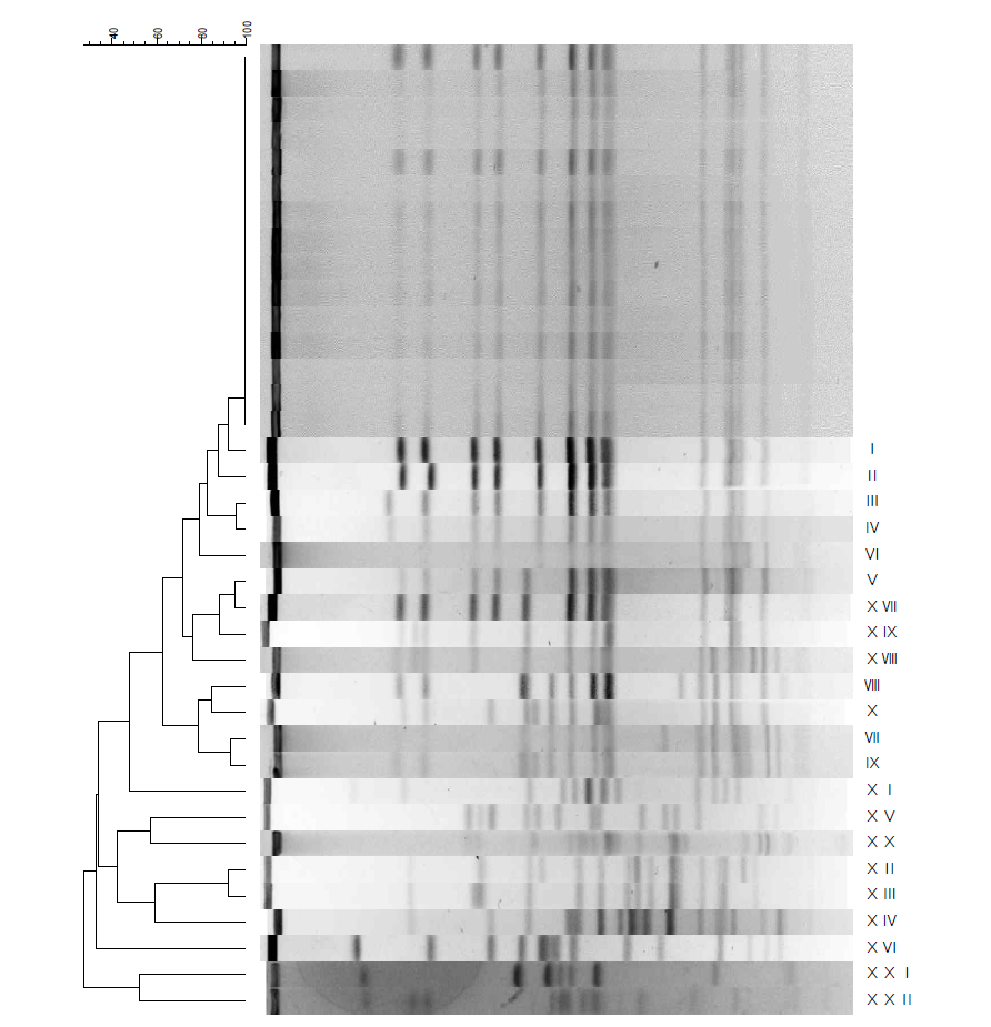 Salmonella Typhimurium의 PFGE 분석 결과