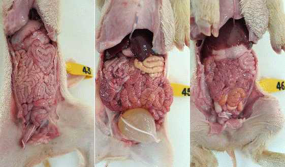 HPMCP(aP2)+LL RANKL 경구투여후 공격접종시 소장장기 부검소견