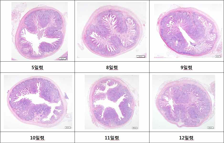 음성대조군 포유자돈 소장 조직 소견