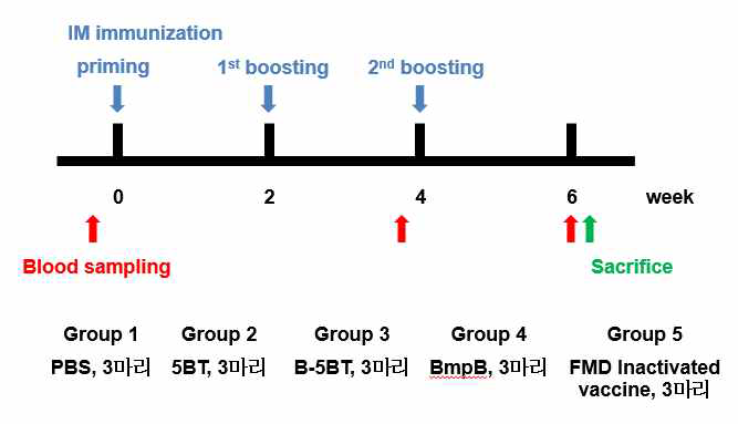 돼지 FMD 면역실험 계획 및 그룹 분배