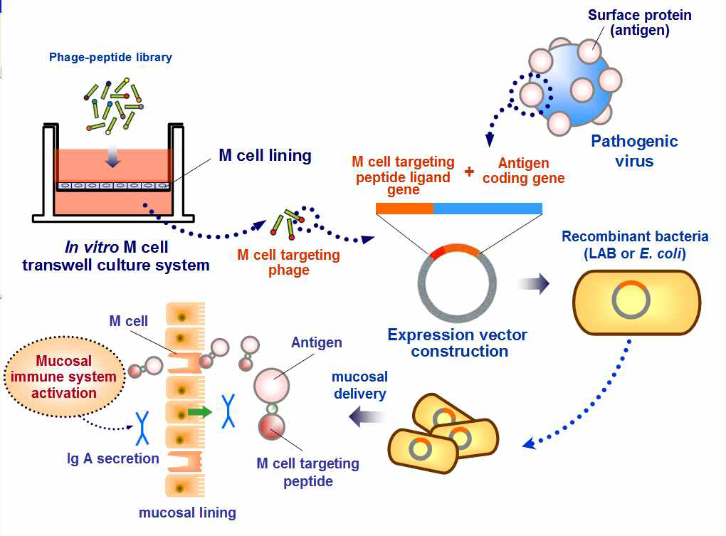 M 세포 표적형 단백질 항원을 이용한 아단위 (subunit) 점막면역백신 개념도