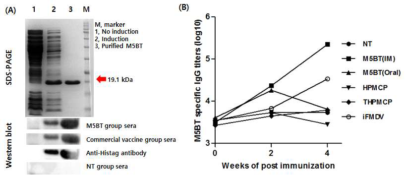 (A) 정제된 단백질 SDS-PAGE 및 western blot 분석, (B) 돼지 면역실험 후 혈청 IgG 생성 결과