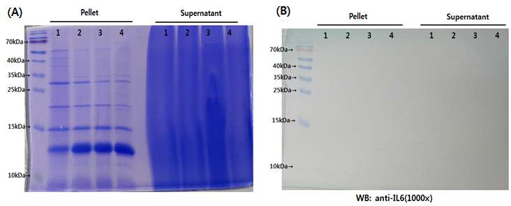 (A) Coomassie blue staining; L.lactis-IL6 (glucose 농도 변화에 따른 IL-6 발현 확인, 0~10%), (B) Western blot membrane; L.lactis-IL6 (glucose 농도 변화에 따른 IL-6 발현 확인, 0-10%) TMB substrate로 반응시 band가 나타나지 않음