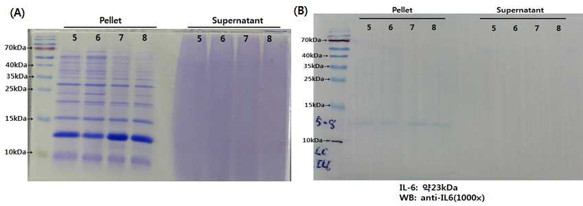 (A) Coomassie blue staining; L.lactis-IL6 (sucrose 농도 변화에 따른 IL-6 발현 확인, 0~10%), (B) Western blot membrane; L.lactis-IL6