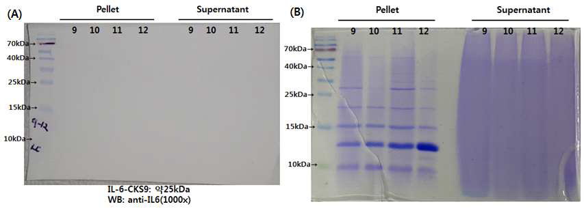 (A) Western blot membrane ; L.lactis-IL6-CKS9 (glucose 농도 변화에 따른 IL-6-CKS9 발현 확인, 0-10 %) (B), coomassie blue staining; L.lactis-IL6-CKS9