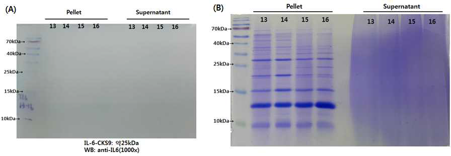 (A) Western blot membrane ; L.lactis-IL6-CKS9 (sucrose 농도 변화에 따른 IL-6-CKS9 발현 확인, 0-10 %), (B) Coomassie blue staining; L.lactis-IL6-CKS9