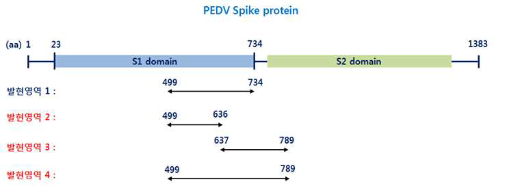 PED 바이러스 아단위 백신 발현 영역 표시