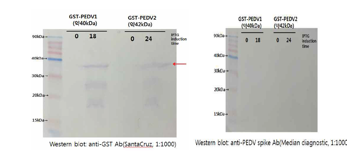 Western blot 결과