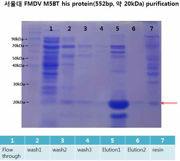 FMD 바이러스 M5BT 단백질 His tag 정제 결과