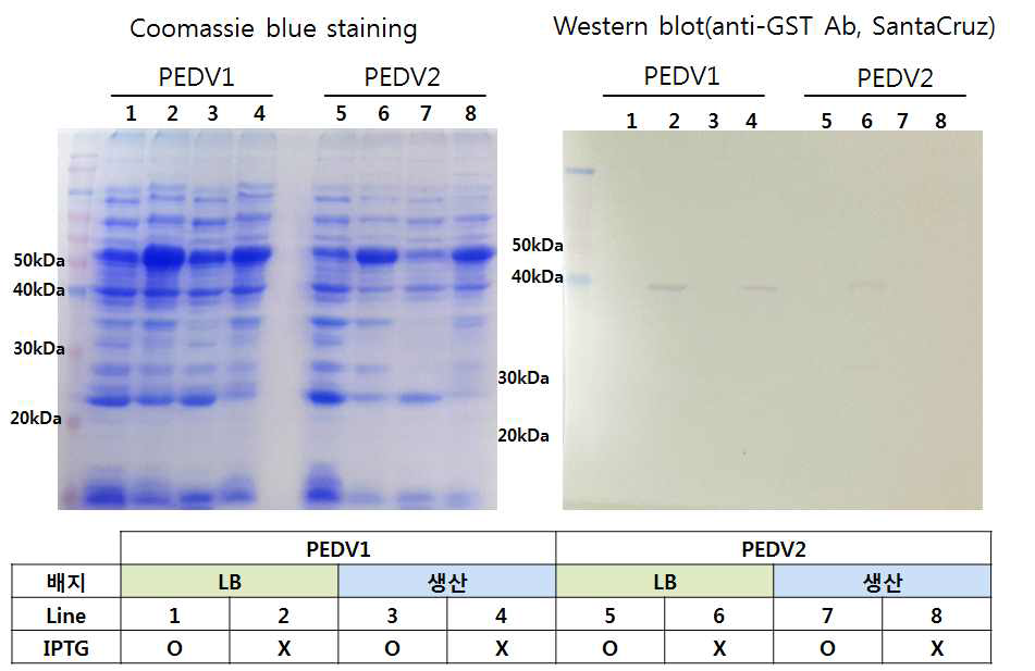 PEDV1, 2 단백질 생산 확인