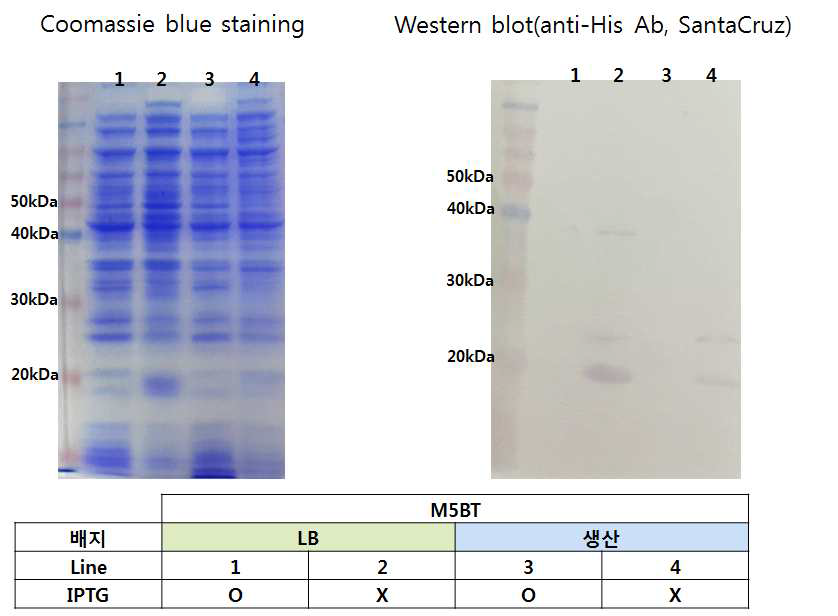 M5BT 단백질 생산 확인