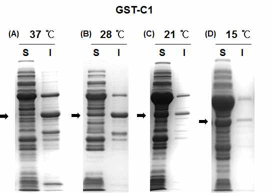 GST-C1 온도별 발현효율