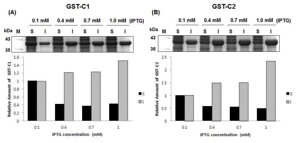 IPTG 농도 별 GST-C1 (A)과 GST-C2 (B) 발현. 0.1 mM IPTG induction 시 soluble protein과 inclusion body의 양을 기준으로 상대적인 양을 표기