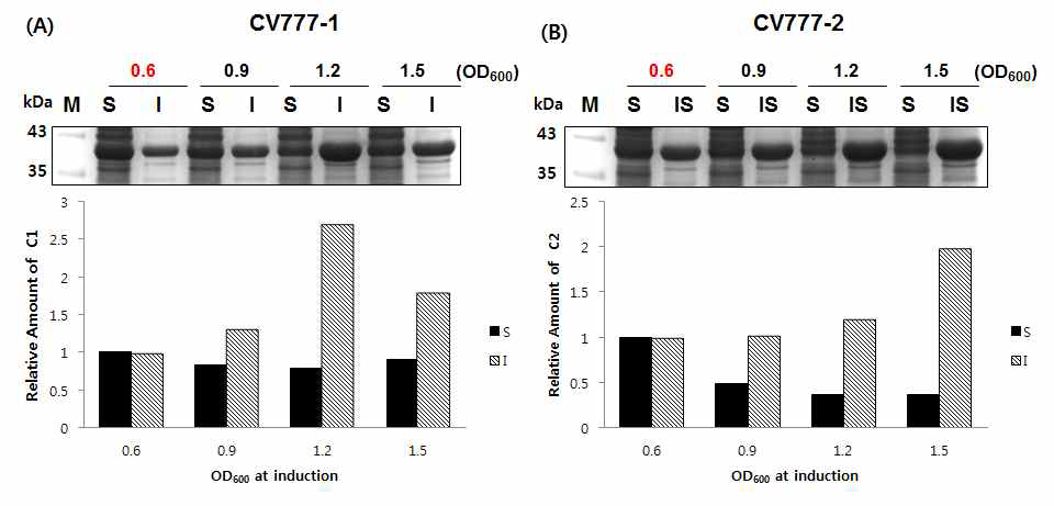 Induction 시기에 따른 CV777-1 (A)과 CV777-2 (B) 발현 효율. Induction 시기, OD600 = 0.6 일 때 두가지 형태의 단백질 발현양을 기준으로 상대적인 양 표기