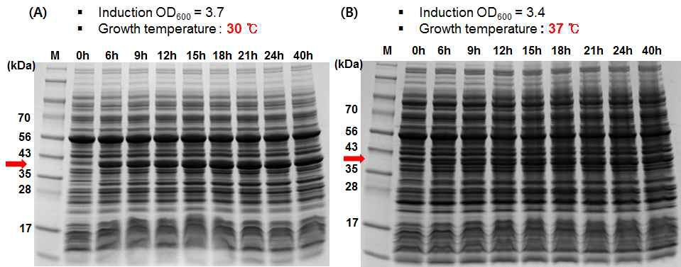 GST-C1 발현. Induction OD600 = 3~4, growth temperature가 30 ℃ (A), 37 ℃ (B)일 때 0.1 mM IPTG로 induction한 후 soluble form의 발현양을 SDS-PAGE상에서 시간에 따라 비교한 결과. 0 시간 이 induction 직전의 시간을 의미