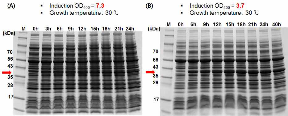 GST-C1 발현. Growth temperature 30 ℃, OD600값 7~8 (A)와 3~4 (B)되었을 때 0.1 mM IPTG로 induction한 후 soluble form의 발현양을 시간에 따라 비교한 SDS-PAGE 결과. 0 시간이 induction 직전의 시간을 의미