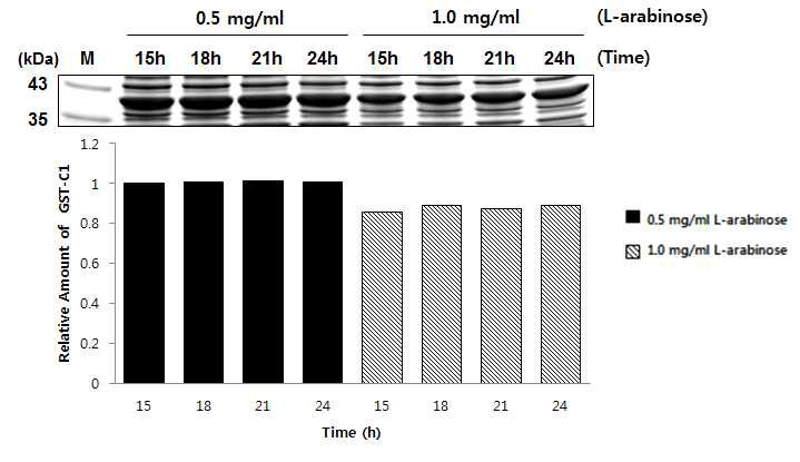 GST-C1 발현. L-arabinose 농도를 각 각 0.5 mg/ml과 1.0 mg/ml을 접종. 0.1 mM IPTG로 induction한 후 soluble form의 발현양을 시간에 따라 비교한 SDS-PAGE 결과