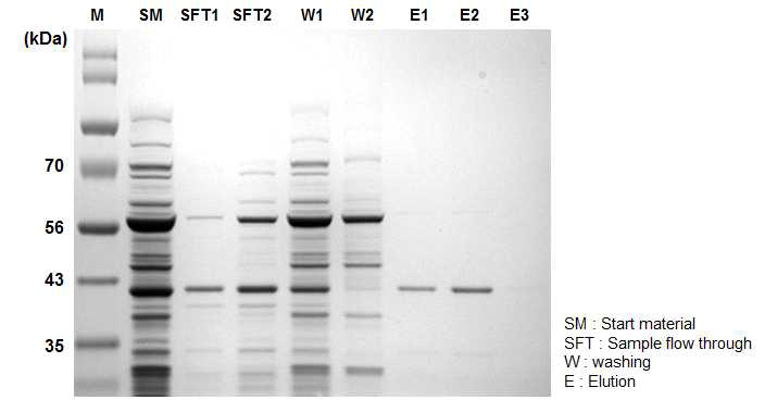 최적화하여 생산 된 GST-C1을 GSTrap column method을 이용하여 purification한 SDS-PAGE결과