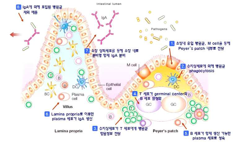 점막면역반응에 의한 소화장관 내 유입 병원균 방어 모식도