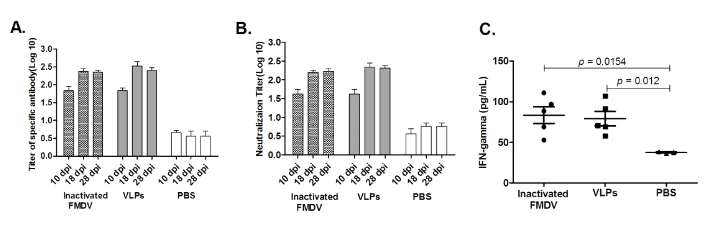 FMD 특이적인 면역 반응 (A) FMD 특이적 항체 생성, (B) 중화 항체 반응, (C) cytokine 생성