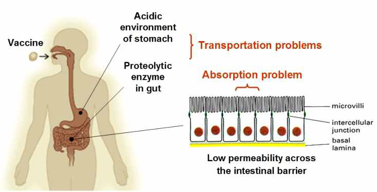 경구백신 개발에 있어서 극복해야 할 두 가지 문제점