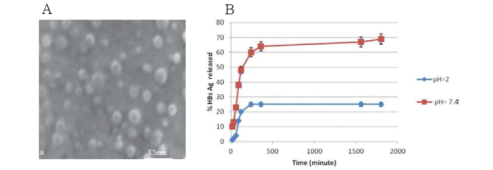 항원 담지 TMC/HPMCP 나노입자(A), pH-민감성 항원 방출 (B)