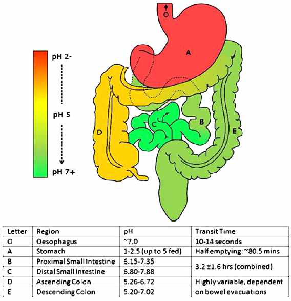 약물 전달시 소화 장관 내 환경 모식도