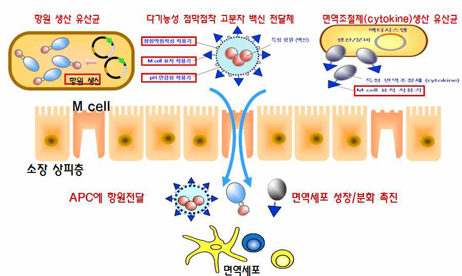 본 과제를 통해 구현하고자 하는 M 세포 표적형 점막면역백신 및 면역조절제 개념도