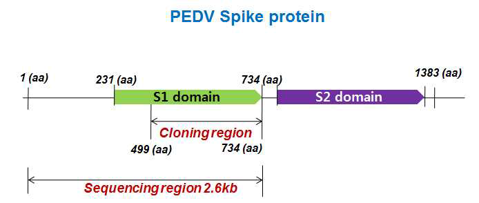 PED 바이러스 Spike protein 클로닝 영역