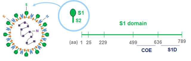 PED 바이러스 구조단백질과 S1 도메인의 클로닝