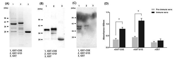 (A) 항원단백질 생산 후 정제, (B) 정제단백질 Anti-GST antibody를 이용한 western blot, (C) 정제단백질 PED 바이러스 vaccine pre-immunized 동물의 sera를 이용한 western blot assay, (D) pre-immunized 동물의 sera를 이용한 ELISA