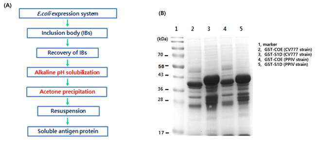 (A) Alkaline pH & acetone PPT 방법 모식도, (B) re-solubilization된 항원 단백질