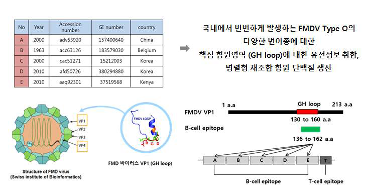 FMD 바이러스의 B-cell epitope 선정과 단백질 디자인