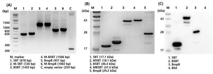 (A) 대장균 발현용 plasmid에 삽입된 유전자 증폭 후 전기영동을 통해 확인, (B) 각 plasmid가 transformation이 된 대장균을 통해 단백질의 생산 후 정제한 것을 SDS-PAGE를 통해 확인, (C) Anti-Histag antibody를 이용하여 표적단백질의 여부를 western blot을 통해 확인