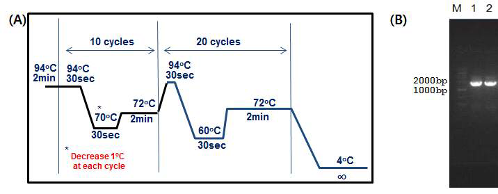 Touch down PCR 조건 (A) 과 증폭된 luciferase 유전자 (B)