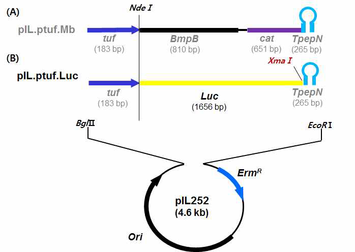 유산균용의 luciferase 유전자 발현벡터 모식도